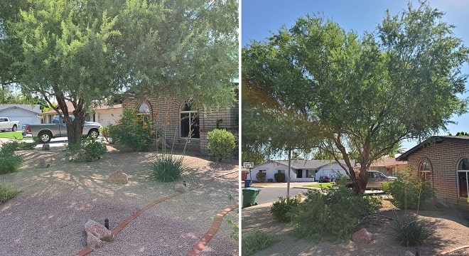 honey mesquite tree cut by swift cordless 40v chainsaw